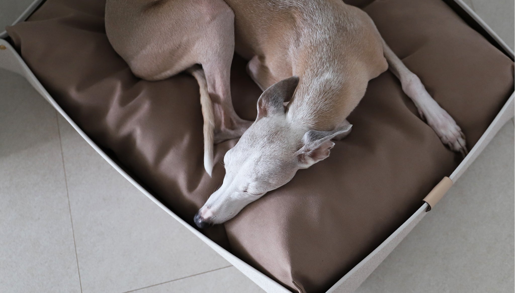 DOG BED