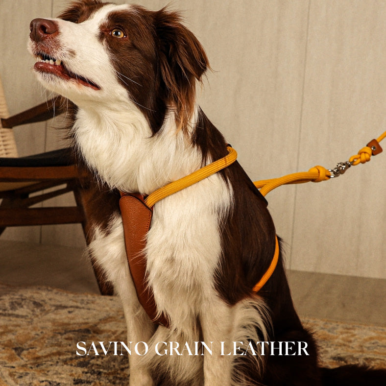 ESSENTIAL HARNESS – Hozi US