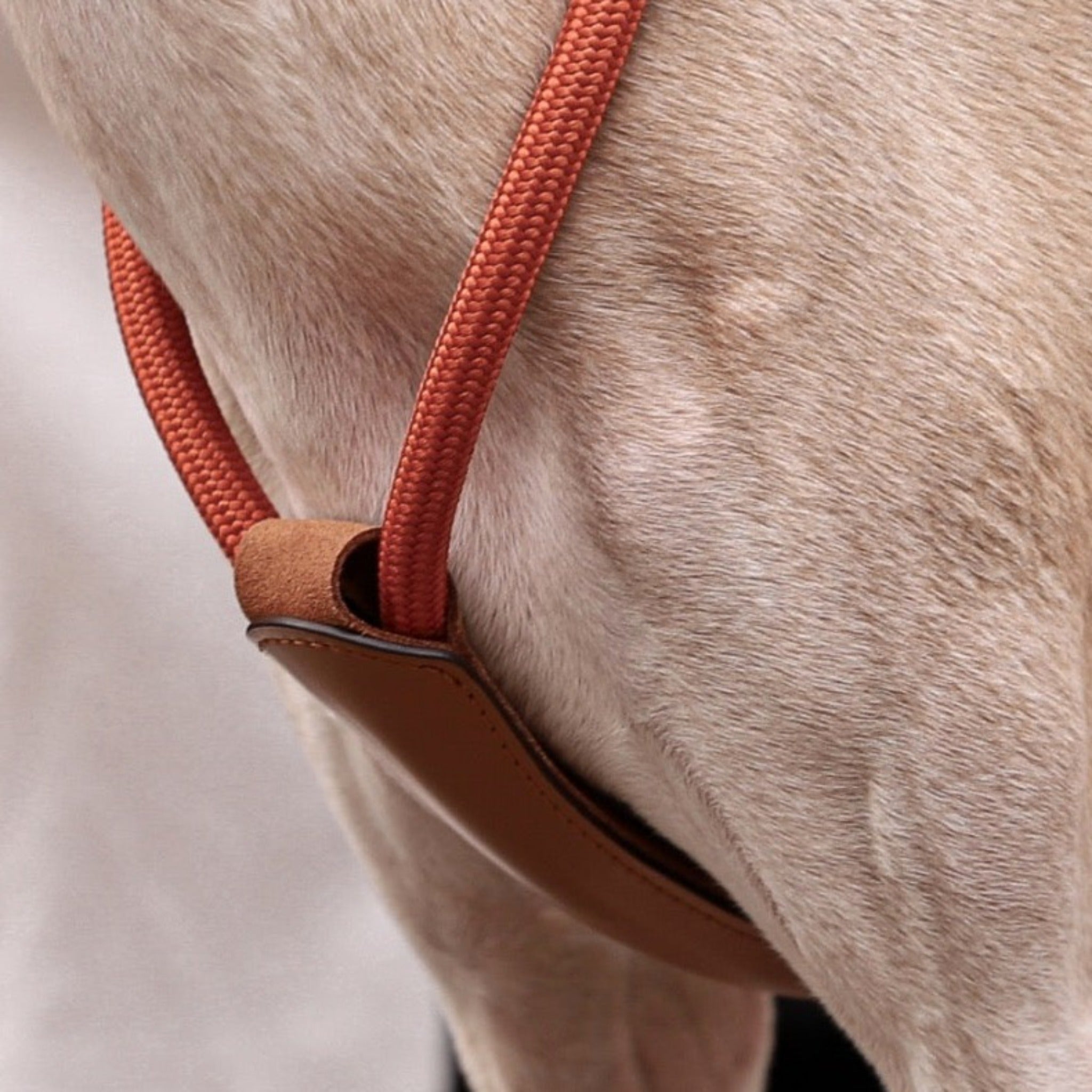 Essential Harness - Orange – Hozi US