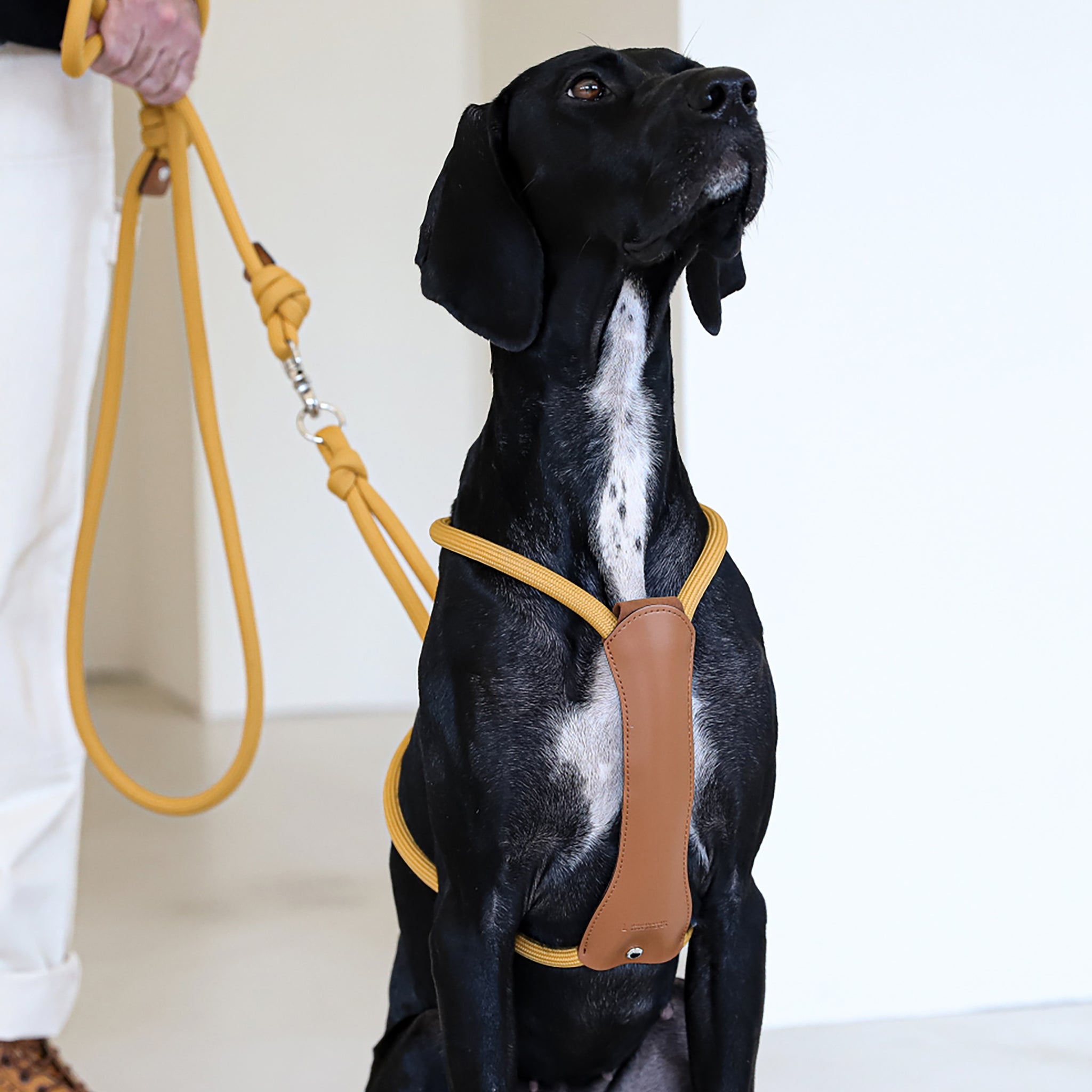 Essential Harness - Mustard – hozi