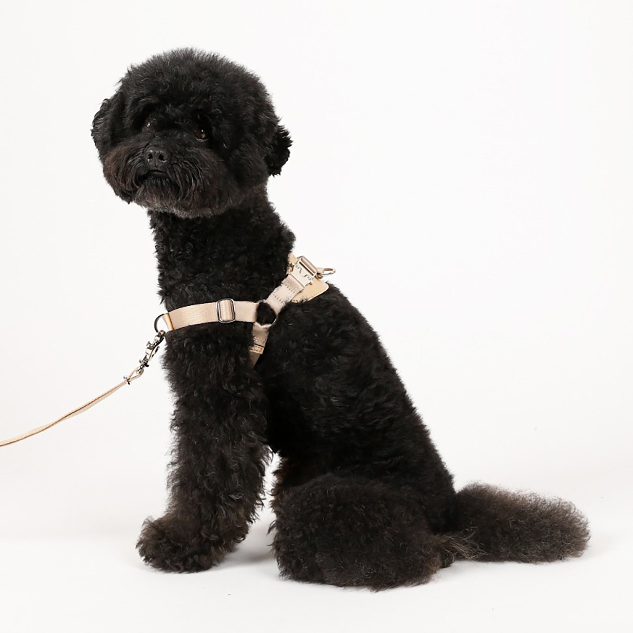 Horsebit Harness : Black – hozi