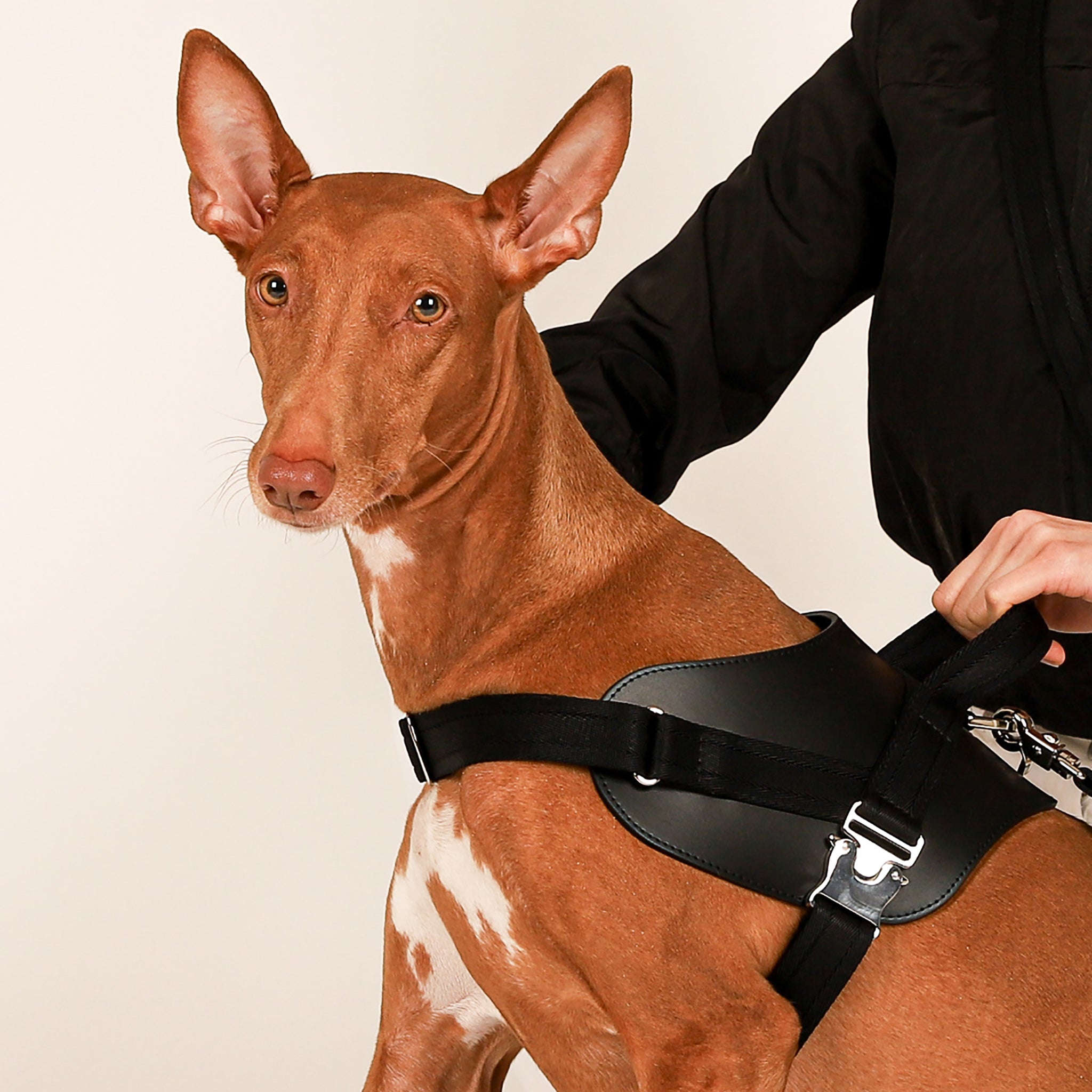 Saddle Harness : Black – hozi