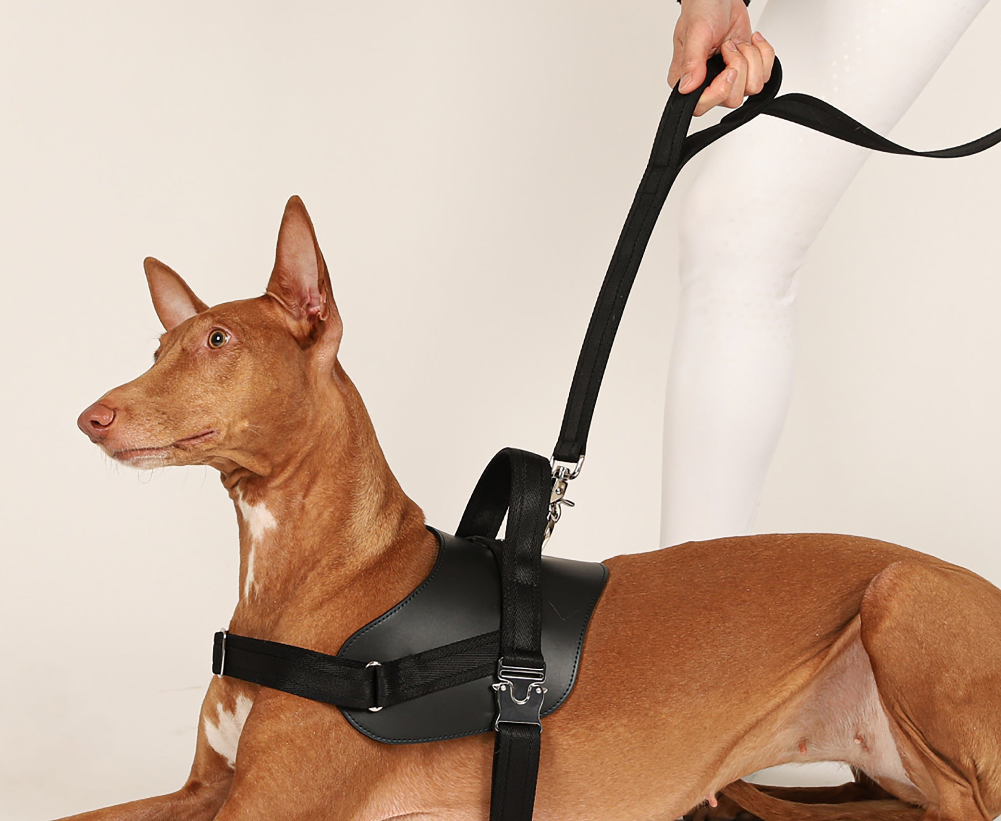 Saddle Hands-free Leash : Black – hozi